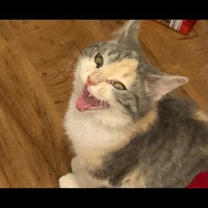 Meet your Posher, Trevor